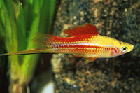 picture of Pineapple Candy Swordtail Reg                                                                        Xiphophorus helleri