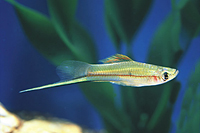 picture of Green Swordtail Reg                                                                                  Xiphophorus helleri