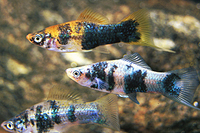 picture of Marble Swordtail Reg                                                                                 Xiphophorus helleri