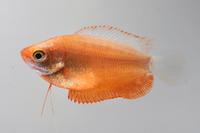 picture of Red Honey Gourami Reg                                                                                Colisa chuna 'Red'