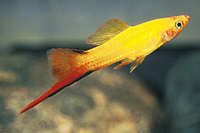 picture of Marigold Twinbar Swordtail Reg                                                                       Xiphophorus helleri