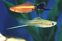 picture of Assorted Male Swordtail Reg                                                                          Xiphophorus helleri