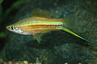 picture of Neon Swordtail Reg                                                                                   Xiphophorus helleri