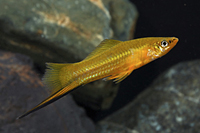 picture of Sunset Swordtail Reg                                                                                 Xiphophorus helleri