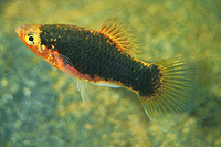 picture of Black Platy Med                                                                                      Xiphophorus maculatus