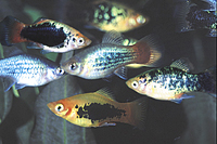 picture of Assorted Platy Med                                                                                   Xiphophorus maculatus