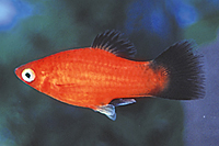 picture of Red Wag Platy Reg                                                                                    Xiphophorus maculatus