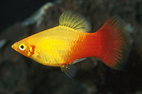 picture of Sunburst Platy Med                                                                                   Xiphophorus maculatus