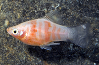 picture of Red Tiger Platy Med                                                                                  Xiphophorus maculatus