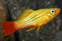 picture of Marigold Variatus Reg                                                                                Xiphophorus variatus