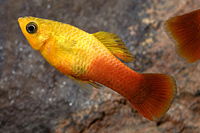 picture of Sunset Variatus Reg                                                                                  Xiphophorus variatus