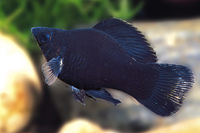 picture of Black Balloon Molly Reg                                                                              Poecilia velifera