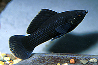 picture of Black Molly Med                                                                                      Poecilia latipinna