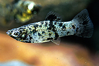 picture of Marble Molly POECILIA SPHENOPS