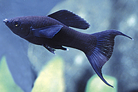 picture of Black Lyretail Molly Reg                                                                             Poecilia latipinna