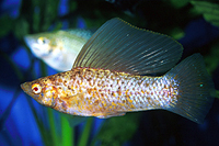 picture of Chocolate Sailfin Molly Pair Med                                                                     Poecilia velifera