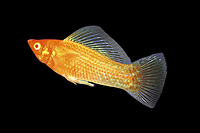 picture of Gold Sailfin Molly Pair Med                                                                          Poecilia velifera