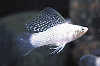 picture of Silver Sailfin Molly Pair Med                                                                        Poecilia velifera