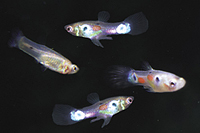 picture of Feeder Guppy Half Box                                                                                Poecilia reticulata