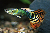 picture of Jade Head Delta Guppy Male Med                                                                       Poecilia reticulata