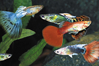 picture of Assorted Delta Guppy Male Med                                                                        Poecilia reticulata