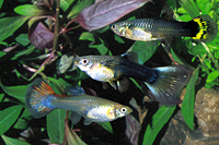 picture of Assorted Fancy Guppy Female Med                                                                      Poecilia reticulata