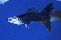 picture of Half Black Guppy Male Med                                                                            Poecilia reticulata