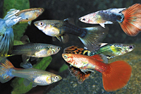 picture of Assorted Fancy Guppy Pair Med                                                                        Poecilia reticulata