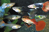 picture of Assorted Fancy Guppy Female Lrg                                                                      Poecilia reticulata