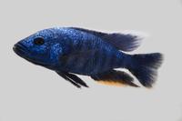picture of Electric Blue Ahli Cichlid Male Xlg                                                                  Sciaenochromis ahli