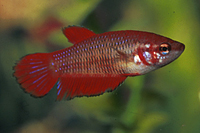 picture of Betta Female Reg                                                                                     Betta splendens