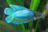 picture of Twintail Betta Male Reg                                                                              Betta splendens 'Twintail'