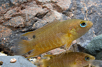 picture of Ceylon Combtail Gourami Reg                                                                          Belontia signata