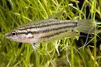 picture of Dwarf Gourami Reg                                                                                    Colisa lalia