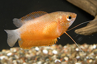 picture of Honey Gourami Reg                                                                                    Colisa chuna