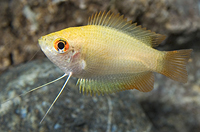 picture of Gold Honey Gourami Reg                                                                               Colisa chuna 'Gold'