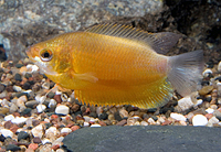 picture of Sunset Honey Gourami Reg                                                                             Colisa chuna