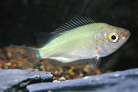 picture of Green Kissing Gourami Reg                                                                            Helostoma temminckii