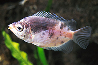 picture of Marble Kissing Gourami Reg                                                                           Helostoma temminckii 'Marble'