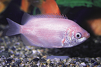 picture of Pink Kissing Gourami Reg                                                                             Helostoma temminckii 'Pink'