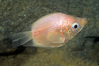 picture of Pink Balloon Kissing Gourami Reg                                                                     Helostoma temminckii 'Pink'