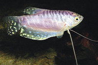 picture of Lavender Gourami Med                                                                                 Trichogaster trichopterus