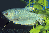 picture of Opaline Gourami Med                                                                                  Trichogaster trichopterus 'Cosby'