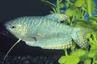 picture of Opaline Gourami Lrg                                                                                  Trichogaster trichopterus 'Cosby'