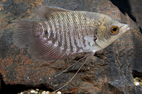 picture of Osphronemus Gourami Reg                                                                              Osphronemus goramy