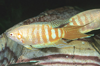 picture of Albino Paradise Gourami Reg                                                                          Macropodus opercularis 'Albino'