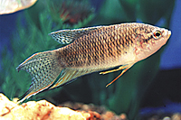 picture of Black Paradise Gourami Reg                                                                           Macropodus concolor