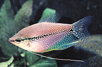 picture of Pearl Leeri Gourami Sml                                                                              Trichogaster leeri