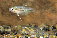 picture of Pygmy Pumilus Sparkling Gourami Reg                                                                  Trichopsis pumilus