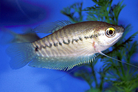 picture of Snakeskin Gourami Med                                                                                Trichogaster pectoralis